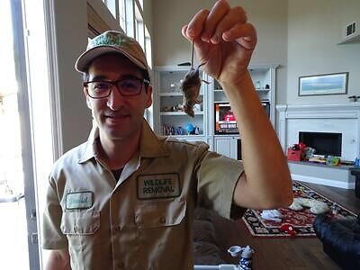Albany pest control