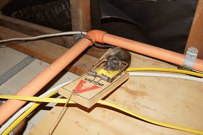 rodent trapping