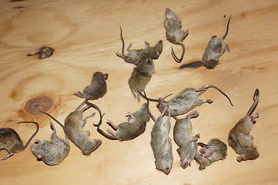 rodent trapping